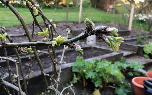 First leaves and rhubarb in Cumbria