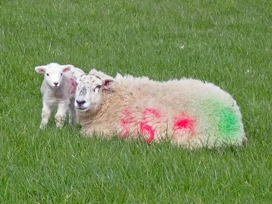 Ewe and lamb, Cumbria