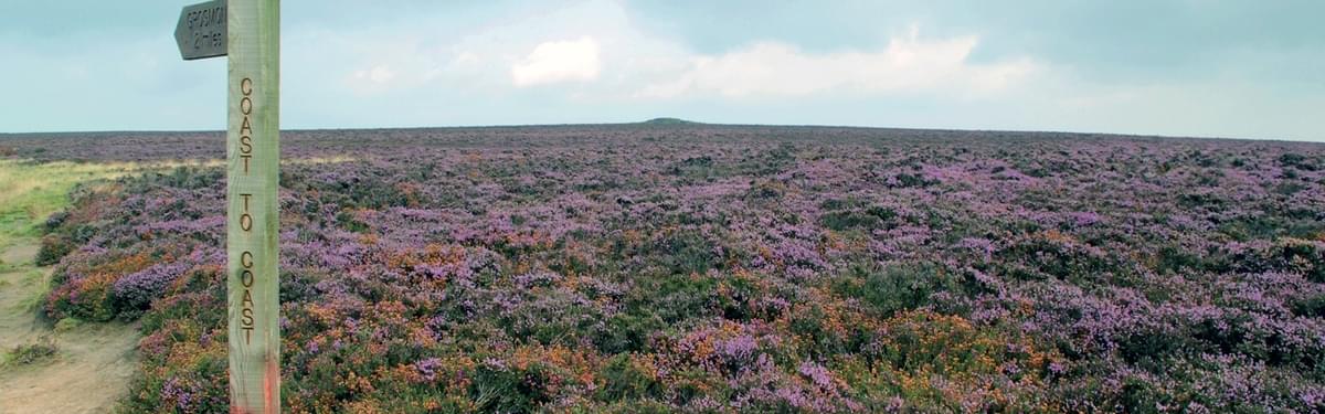 Heather moorlands. Taken from Terry's guidebook to the Coast to Coast