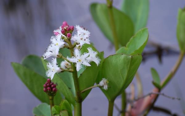 Bogbean; most walkers have [ie have been on a bog]﻿