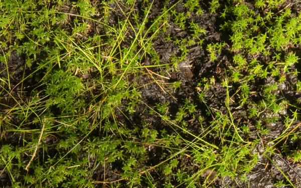 Sphagnum moss, the swamp maker
