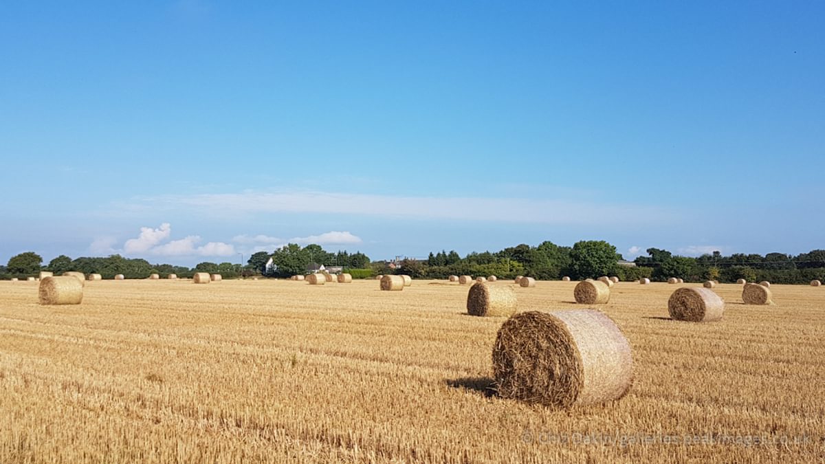 Hay field