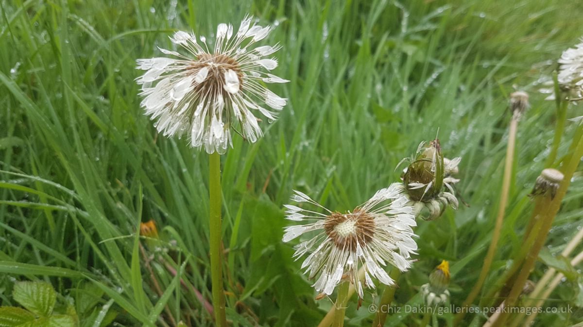 Dandylions in the rain