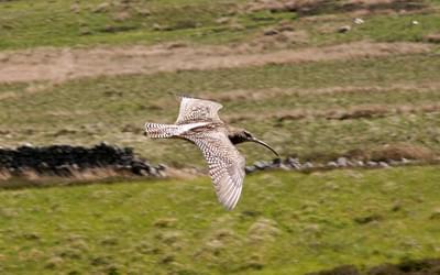 A curlew seen on a previous walk in the North Pennines