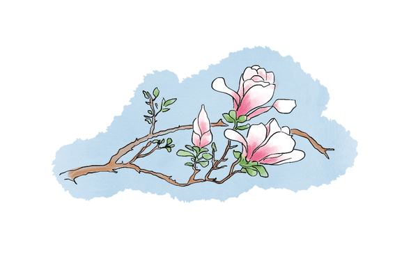 Himalayan garden magnolia