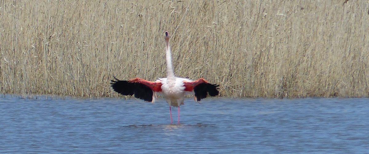 Flamingoes In Portiragnes Marsh
