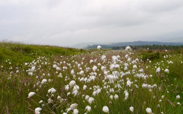 Cottongrass Flourishing On The High Moorlands