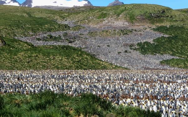 King Penguin Colony At  Salisbury  Plain