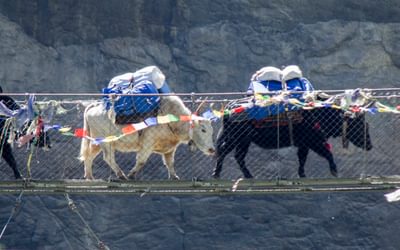 Yaks In Nepal
