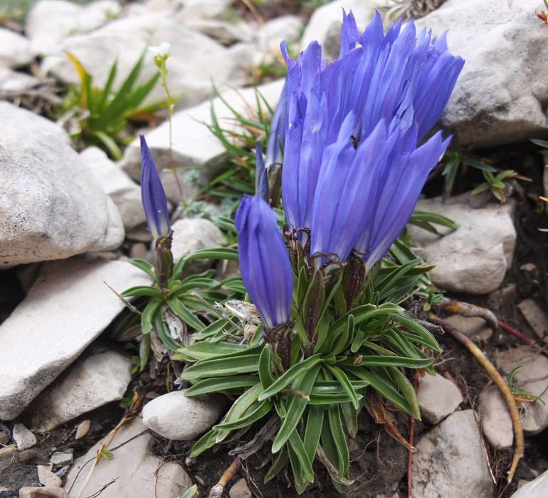 Rare Froehlichs Gentian