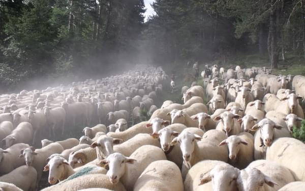 Flock Of Sheep  Sierra De  Uztarroz  Gr11  Basque  Country