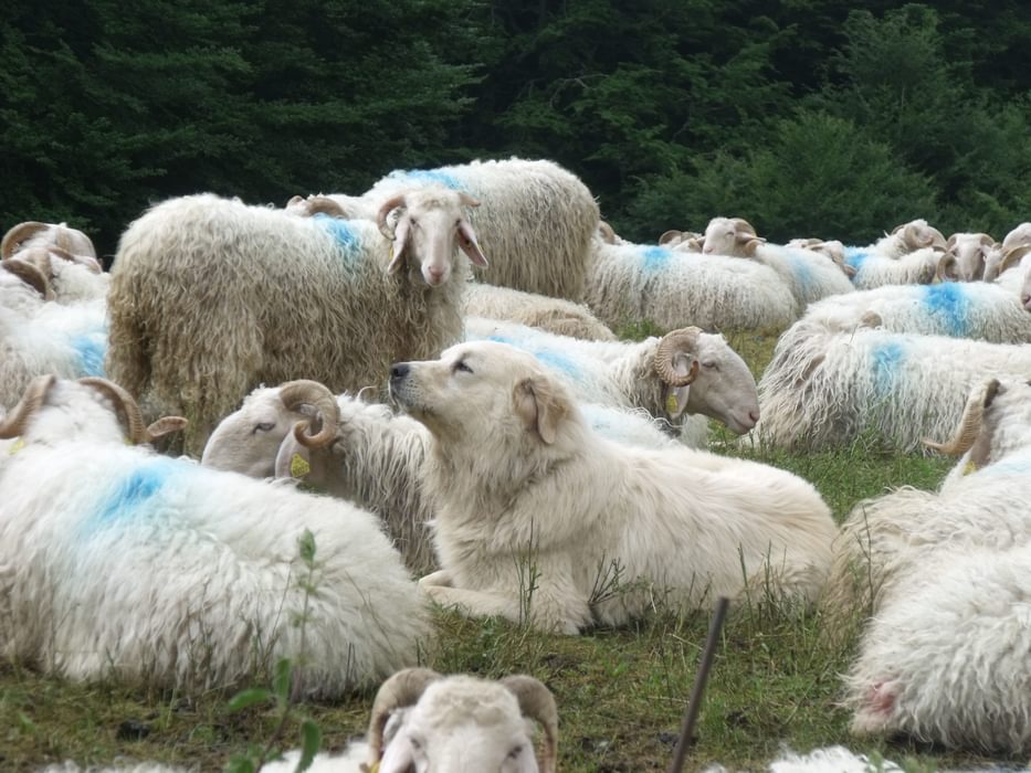 Patou Sheep Dog Guarding Flock Of Sheep  Gr10