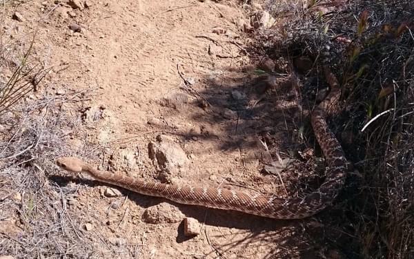 Rattlesnake  On  The  Pacific  Crest  Trail