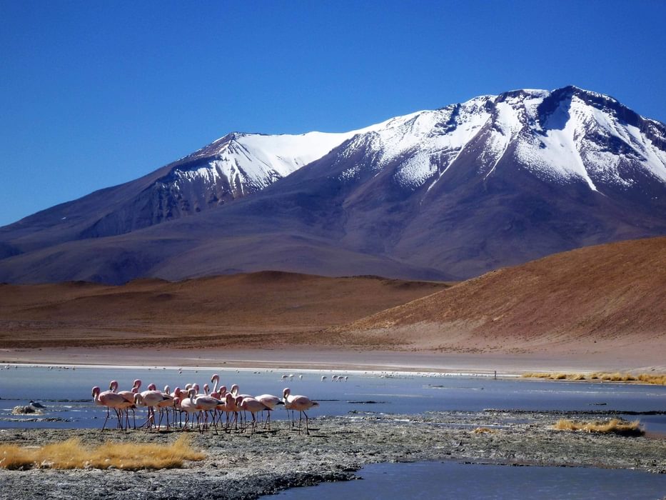 Flamingoes In  Bolivia