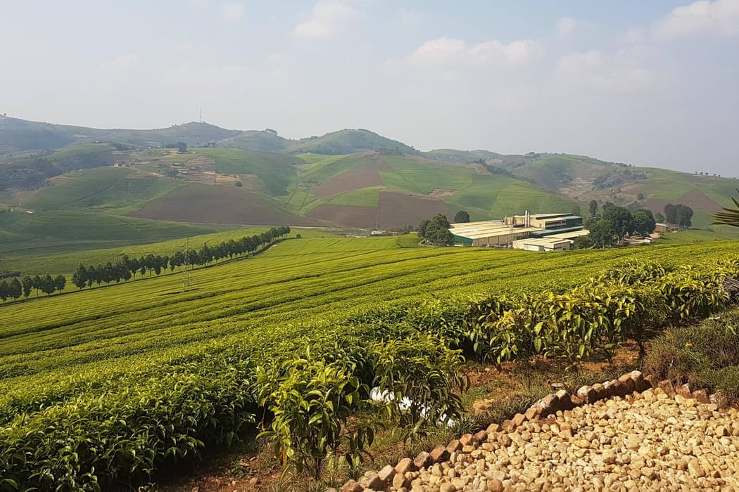 Gisuvu  Tea  Plantation In  Rwanda