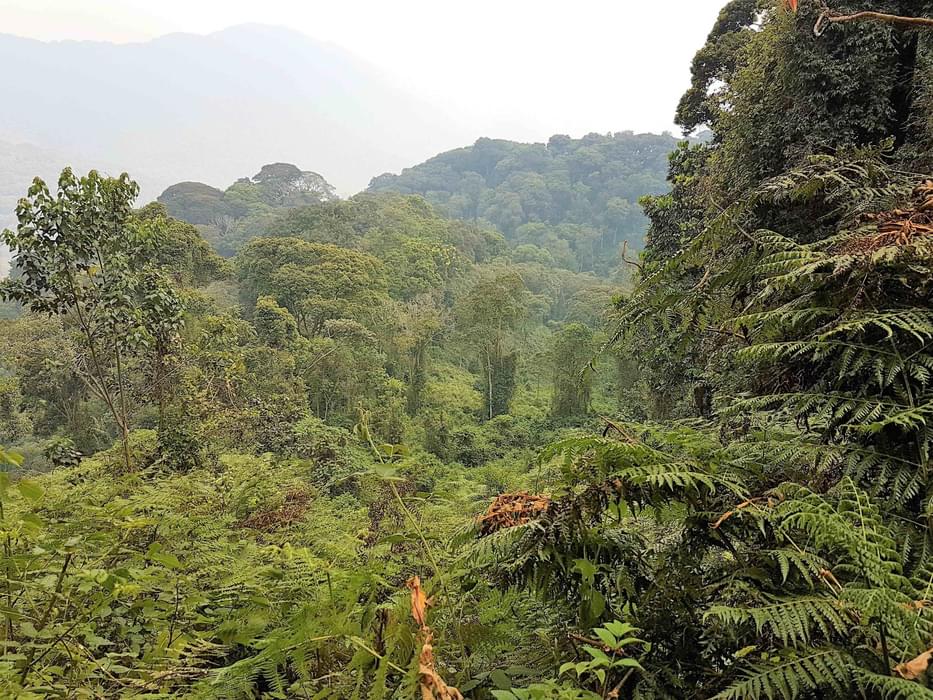 Rainforest  In  Rwandas  Nyungwe  National  Park