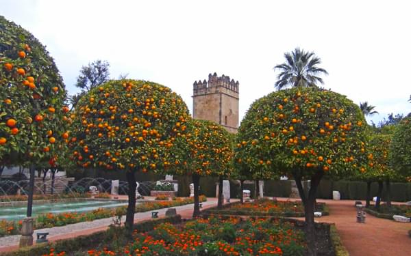 Orange Trees In The  Alcazar Gardens  Cordoba