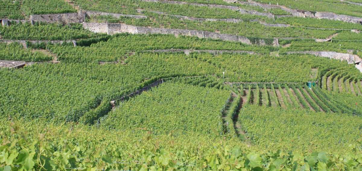 Swiss Vineyards