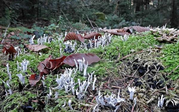 A Colony Of Coral Mushrooms Poking Through The Moss On  Germanys  Westweg