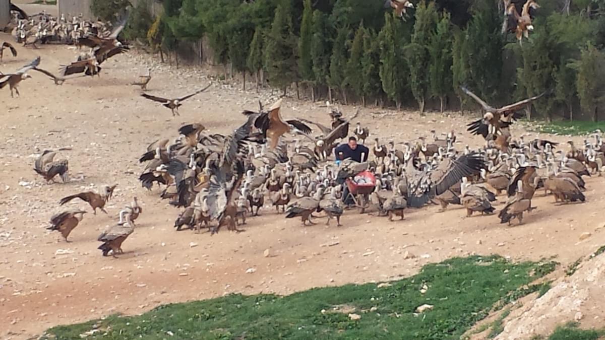 Vulture Feeding