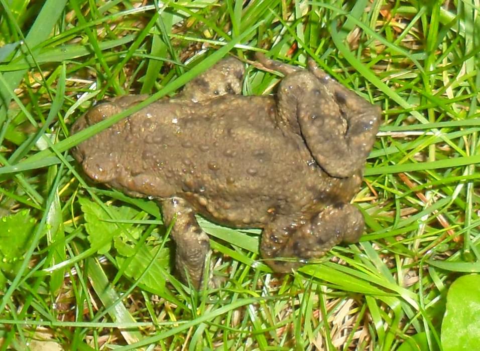 Eht  The  Common  Toad That Shared The Night With Me At  Comrie