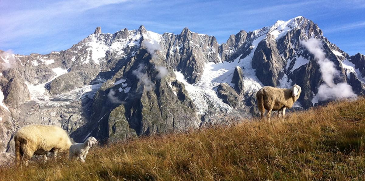 55 1  Day 6  Mont De La  Saxe Sheep800