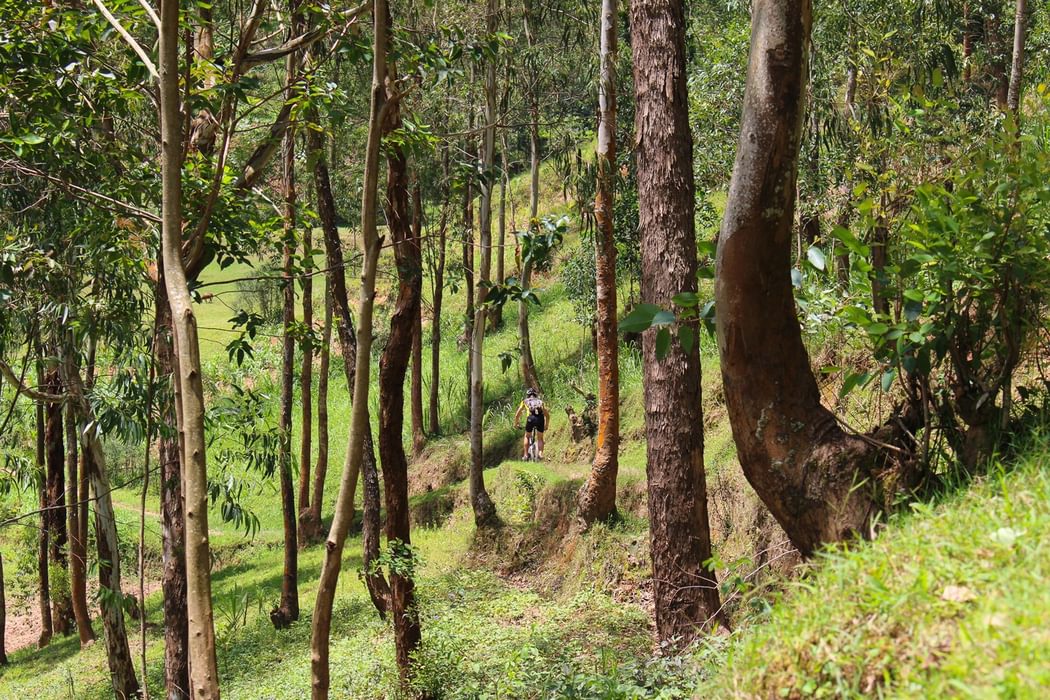 eucalyptus forest