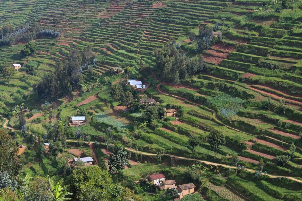 terraced slopes