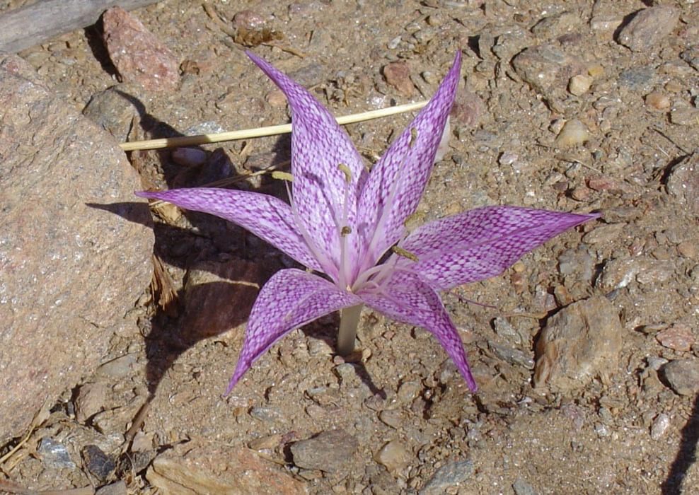 Colchicum