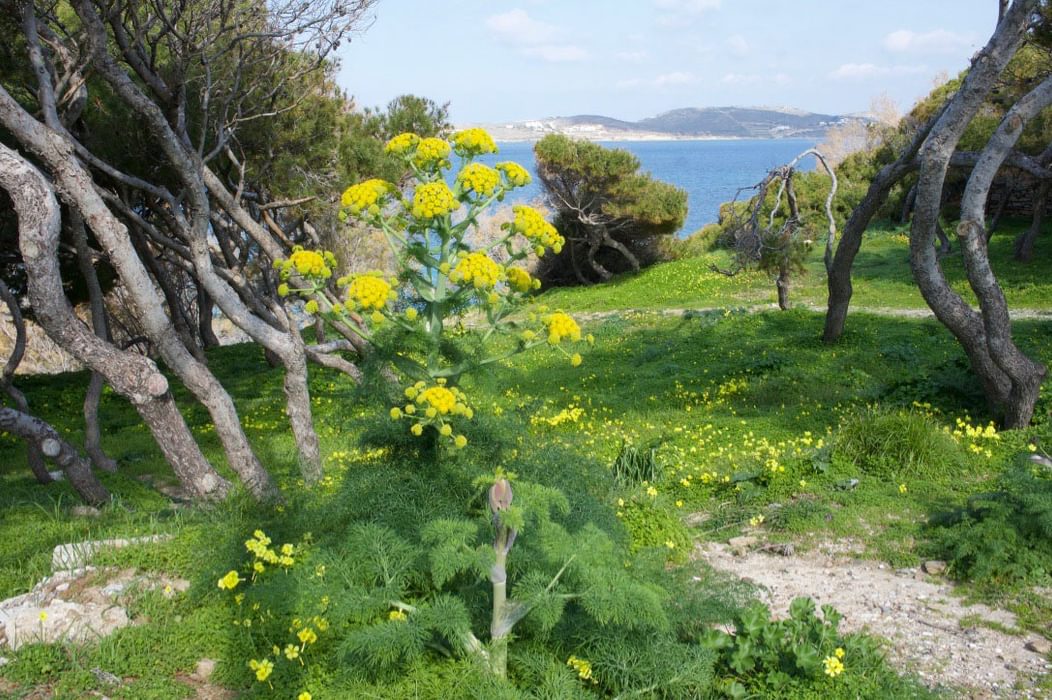 giant fennel