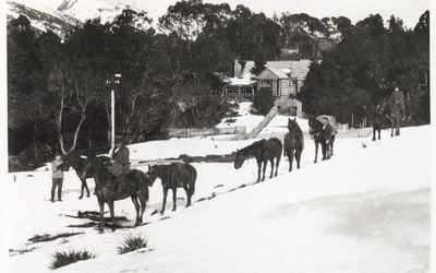 Horses in the snow outside Waldheim 1929 F Smithies Collection Tasmanian Archives NS57341019