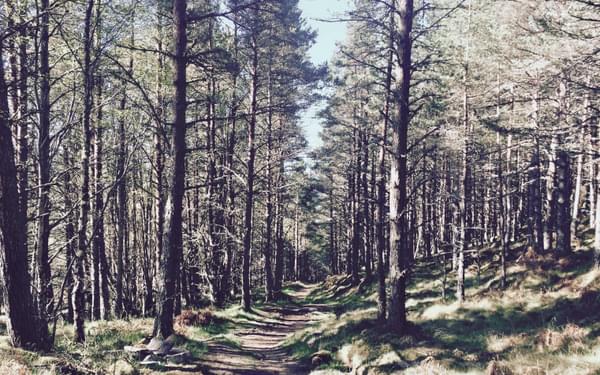 Perfect running terrain through the forest between Gairlochy and Laggan Locks