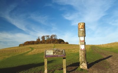 The twin tops of the Wittenham Clumps are crowned by beech trees