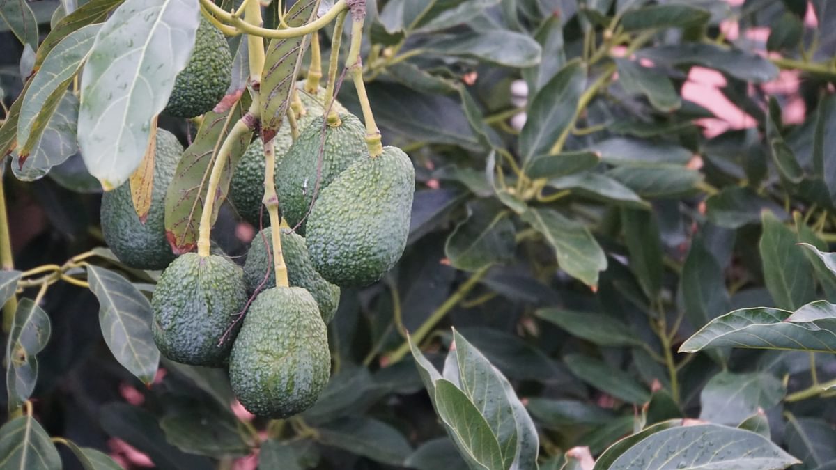 Plenty of fresh produce on La Palma, including avocado trees