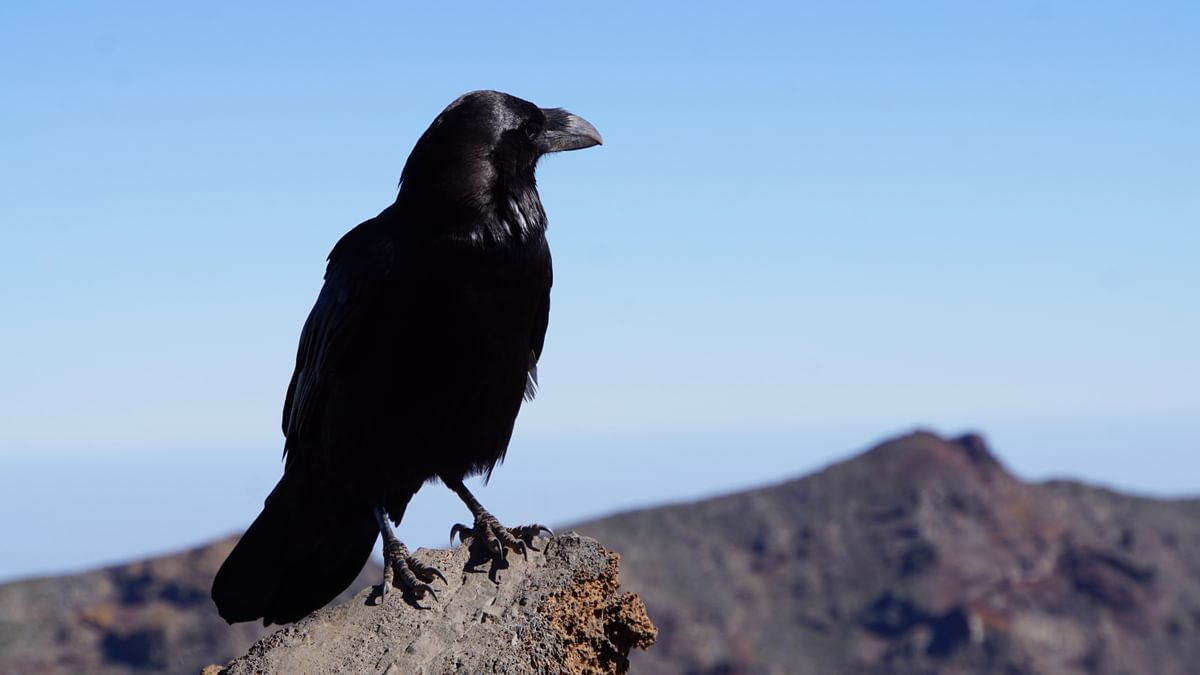 Raven near Roque de Los Muchachos (2426m)