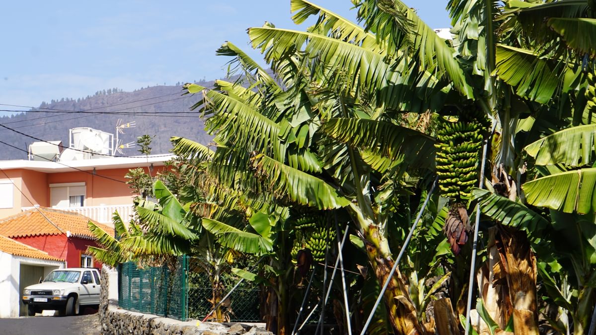 Urbans areas showcase palm trees on the GR130