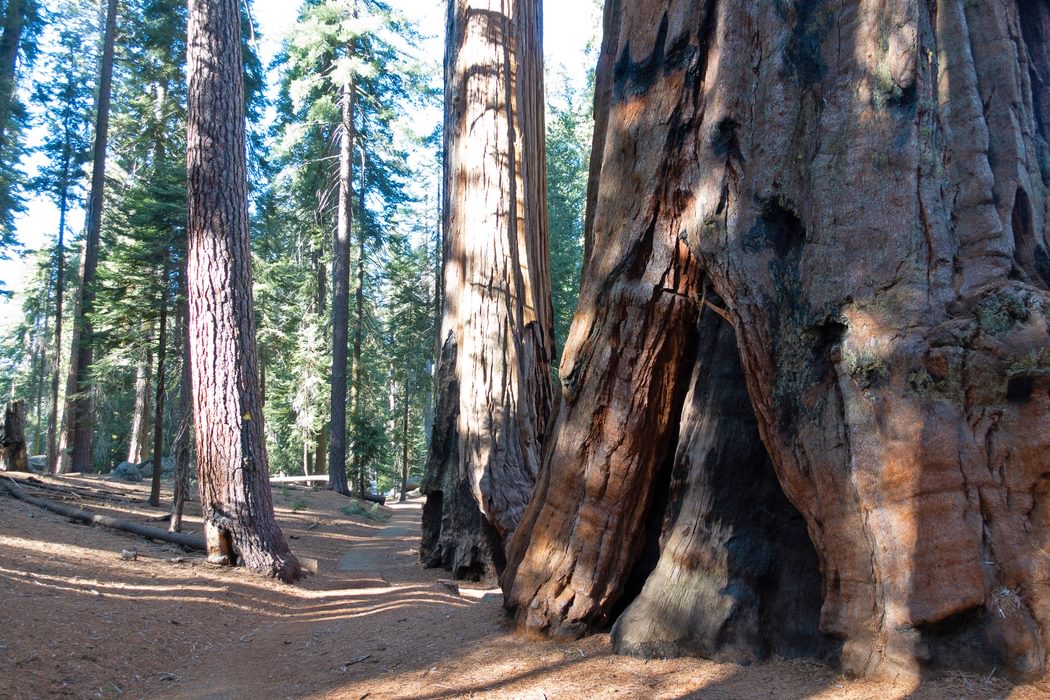 Sequoia National Park