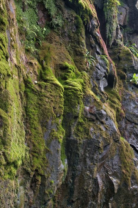 vegetation in the gills