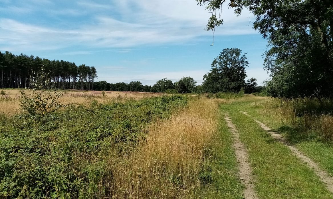 Sandlings landscape