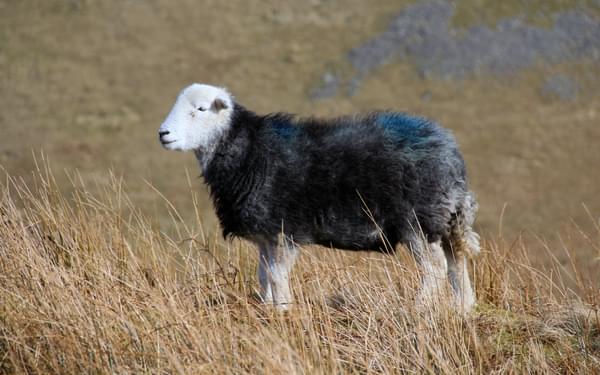 Herdwick sheep on the ridge