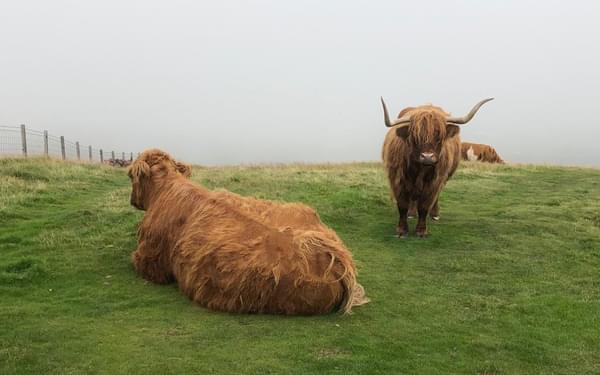 Highland cattle looming out of the mist on Allermuir Hill
