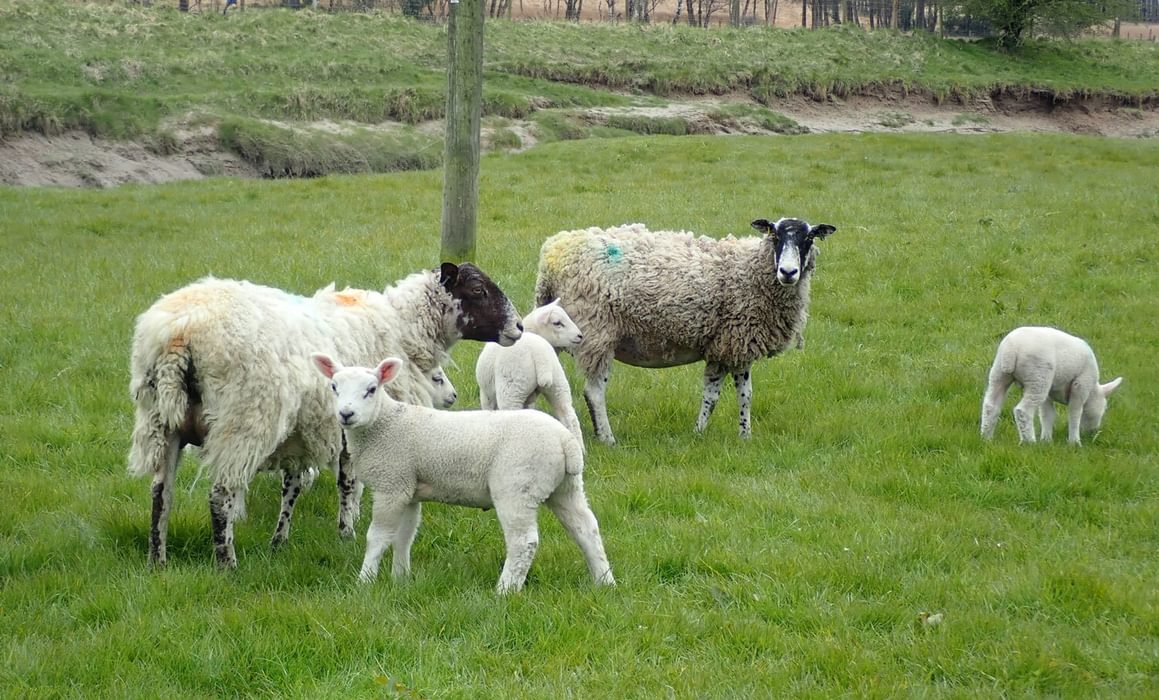 Ewes with lambs