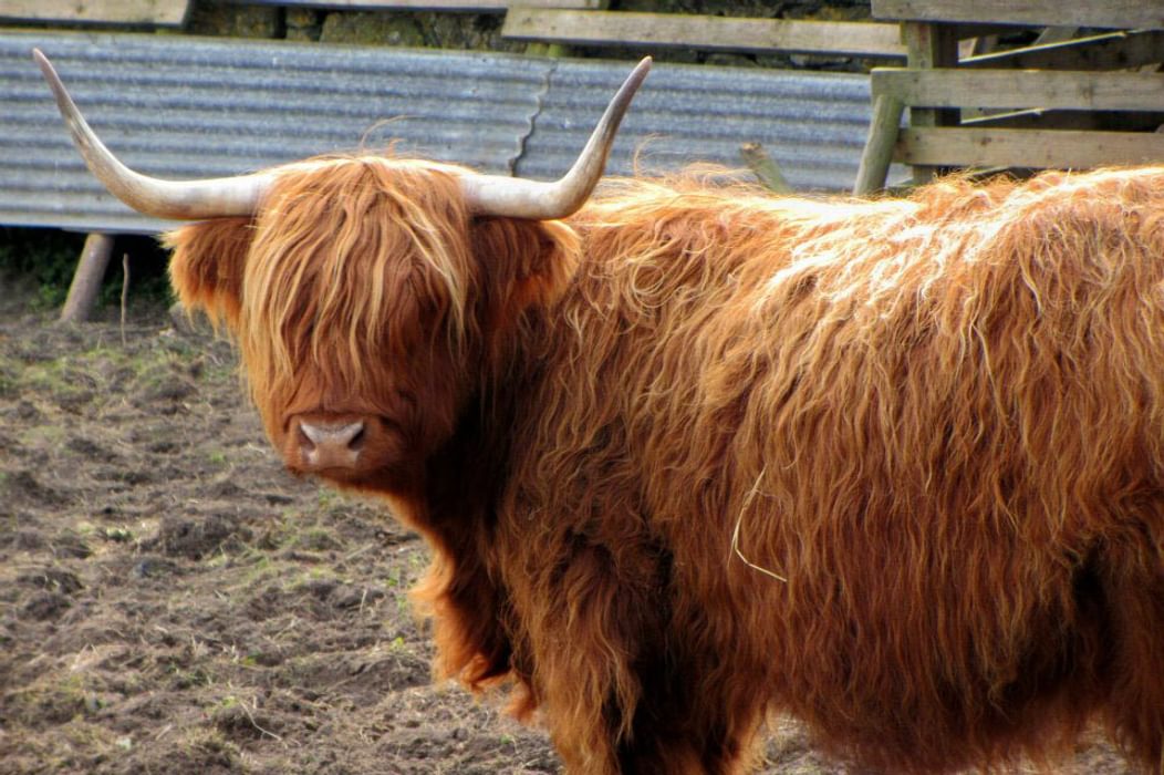 Highland cows