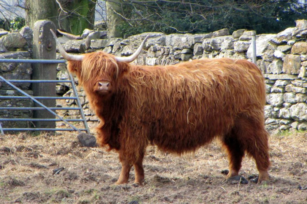 Highland cows