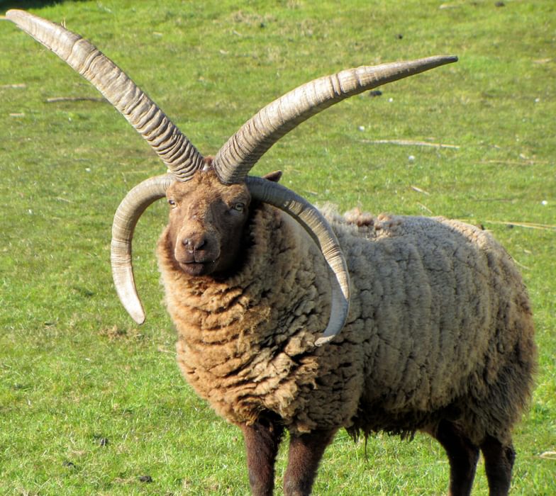 Manx loaghtan