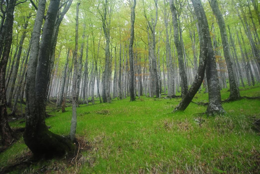 The Beech Forests On The Way Down Into Paklenica Canyon