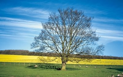 An Intro to the Cleveland Way