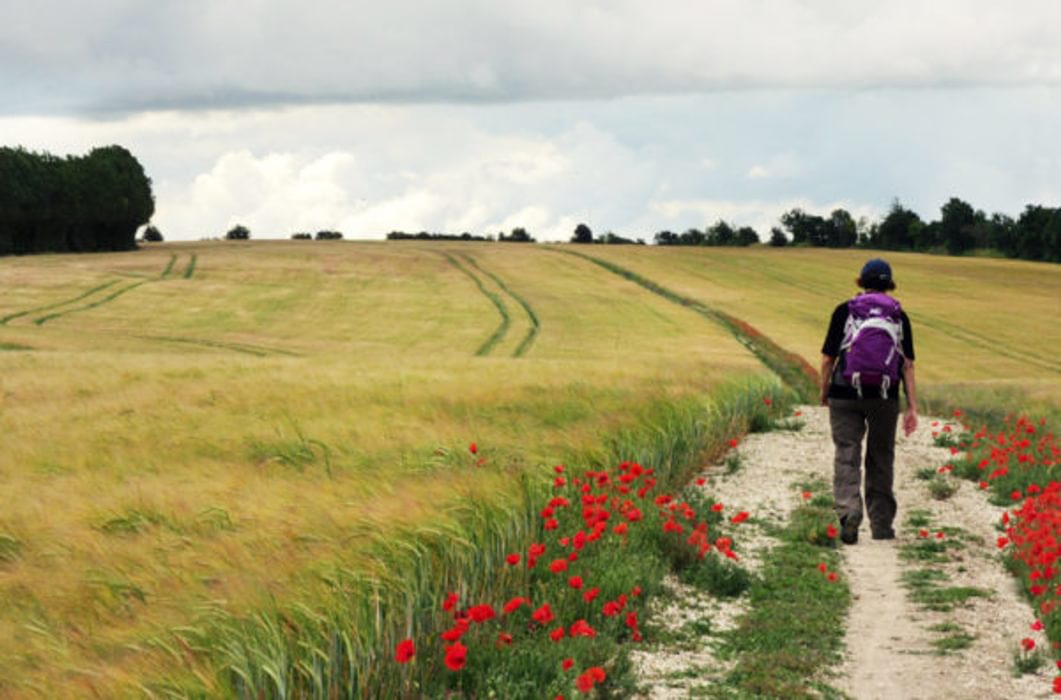 Contours Walking Holidays Poppy Field