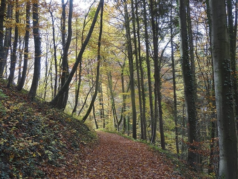 Trekking The Westweg Or Westway Through Germanys Black Forest