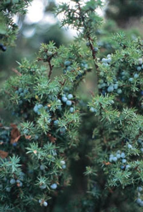 Juniper Berries